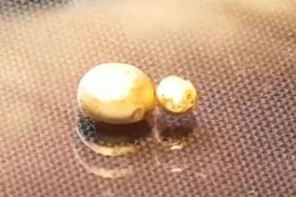 How to Refine Gold Without Acid?